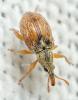 Malvapion malvae